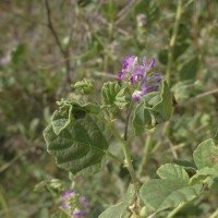 Cullen corylifolium (L.) Medik.